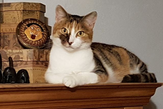 Polly - September 2020